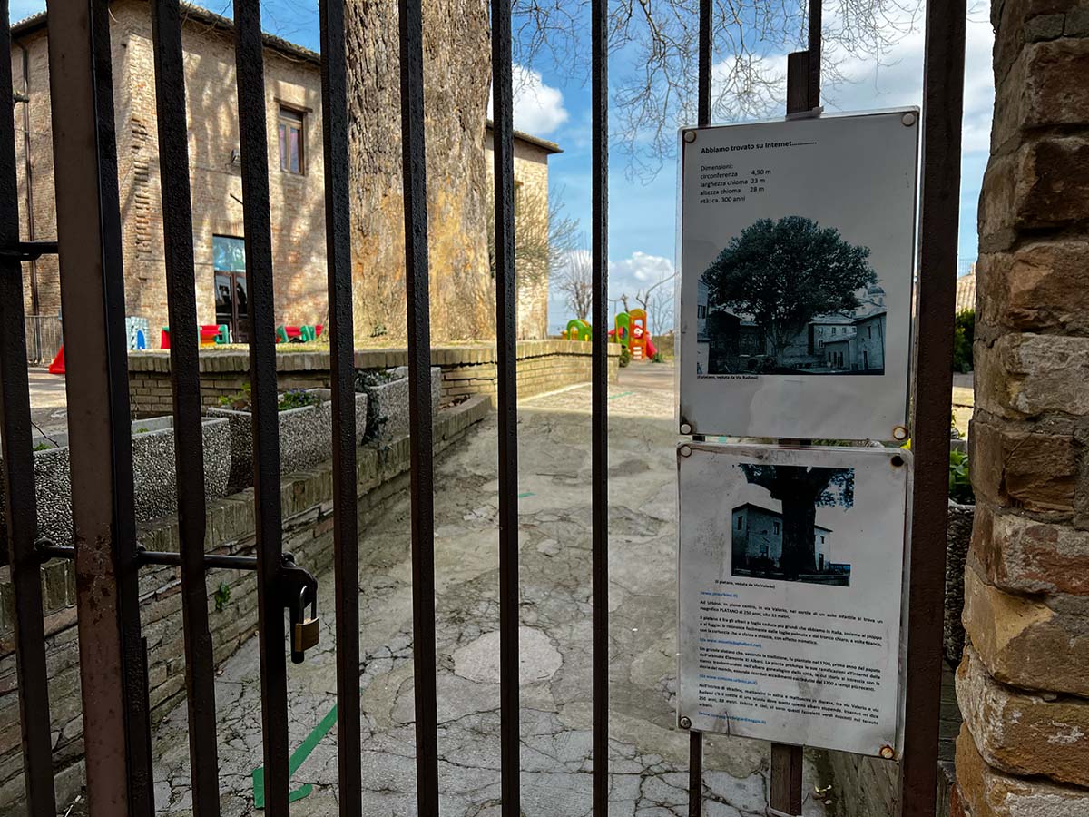 Platano secolare più grande d'Europa ad Urbino
