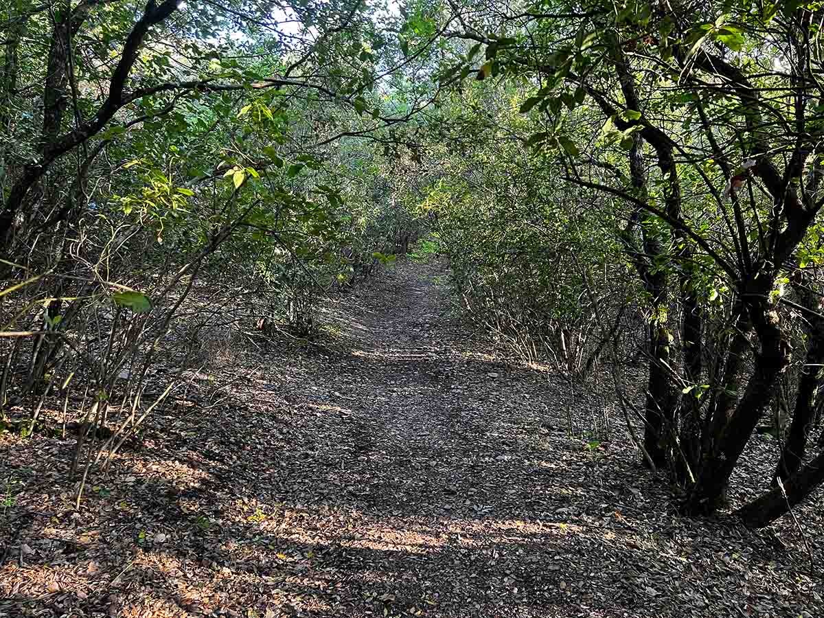 Il bosco sul sentiero per la Roccaccia di Titignano a Orvieto e Todi in Umbria