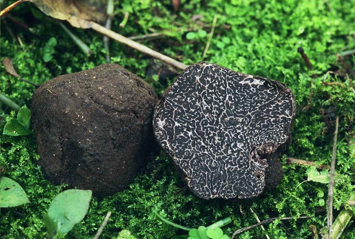 Tartufo Nero Pregiato Apecchio Tartufo Nero Pregiato Apecchio